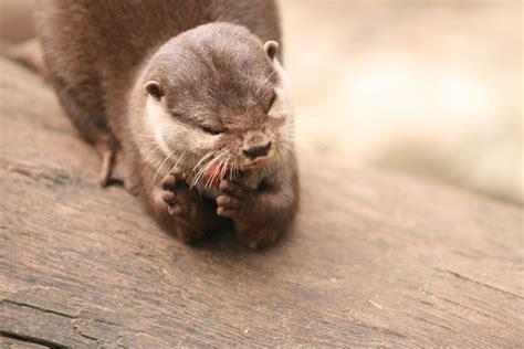 otters traduction|otter french translation.